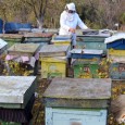 Scandalul izbucnit în Germania după descoperirea polenului provenit de la plante modificate genetic ar putea ajuta apicultorii români, cred crescătorii de albine din judeţul Hunedoara, un judeţ aflat în top […]
