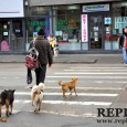 În a doua jumătate a lunii ianuarie, preşedinţii asociaţiilor de proprietari din municipiul Hunedoara vor fi consultaţi referitor la situaţia câinilor vagabonzi, nelipsiţi de pe străzile oraşului. Primarul Hunedoarei, Ovidiu […]