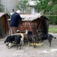 După ce mai bine de 400 de locuitori ai municipiului Hunedoara au fost muşcaţi de câinii vagabonzi numai anul trecut, costurile cu tratamentul de urgenţă şi vaccinarea ajungând la aproape […]