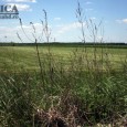 Din cele 80.000 de hectare de teren, care reprezintă suprafaţa agricolă a judeţului Hunedoara, aproape un sfert este nelucrată. Dacă terenurile acum nelucrate ar fi cultivate, ar produce hrană a […]
