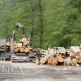 În ultimii trei ani autorităţile cu atribuţii în domeniu au înregistrat 230 de tăieri ilegale de arbori. Cele mai multe dintre acestea nu sunt tăieri masive, ci unele din păduri […]