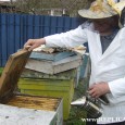 Marele cules este aproape de final, aşa că apicultorii din judeţul Hunedoara trag linie şi îşi fac socotelile pentru sezonul 2012. Dacă în ceea ce priveşte salcâmul anul acesta a […]