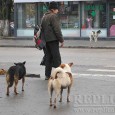 Serviciul Judeţean pentru Ocrotirea Animalelor Fără Stăpân (SJOAFS) Hunedoara şi-a intrat în rol. Luni a început ridicarea câinilor fără stăpân de pe străzile oraşului Hunedoara. Dispariţia patrupedelor de pe străzile […]