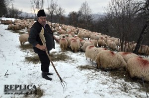 Ovidiu Rădos are destul de lucru cu toate oile sale, indiferent de anotimp