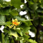 Copacul cu lalele - tulipanul din judetul Hunedoara 04