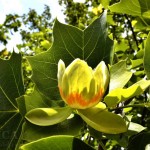 Copacul cu lalele - tulipanul din judetul Hunedoara 09