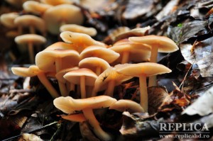 Ciupercile culese din pădure sunt, de regulă, cele mai periculoase