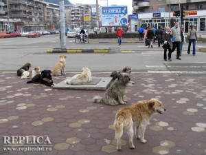 Legislaţia în vigoare şi bugetele sărăcite fac imposibilă eutanasierea tuturor câinilor fără stăpân ori cazarea lor permanentă în adăposturi