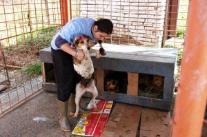 Cu inima strânsă, veterinarii de la SJAPS vor fi nevoiţi să eutanasieze câinii ridicaţi de pe străzi şi neadoptaţi  cu acte-n regulă de către hunedoreni