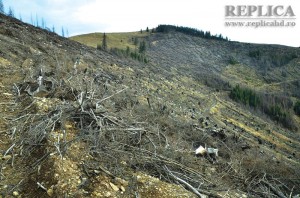 Doar o parte din suprafaţa de 70 hectare defrişată de pe Muntele Godeanu 