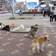 Serviciul Judeţean pentru Ocrotirea Animalelor fără Stăpân Hunedoara (SJOAFS) a eutanasiat 200 de câini de la 10 martie şi până acum. În ritmul actual, judeţul ar putea scăpa de câinii […]