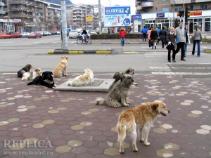 Oraşele hunedorene au adunat mai mulţi câini comunitari decât judeţe întregi, cu aşezări urbane mult mai mari