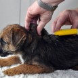 În primele două luni de la apariţia “Legii microcipării” câteva sute de huneoreni au apelat la medicii veterinari, pentru a le implanta câinilor pe care îi deţin cipurile care permit […]