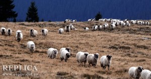 Ciobanii şi oile lor au fost primii “constructori” de drumuri, bătătorind mereu aceleaşi căi