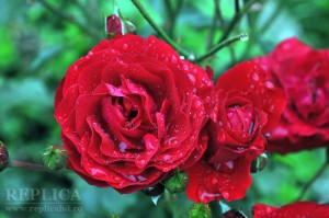 Trandafirii se numără printre puţinele flori a căror semnificaţie (dragoste adevărată) mai este cunoscută pe la noi