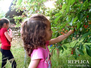 Copiii care astăzi mai pot să-şi ia singuri cireşele din pomi se pot considera privilegiaţi