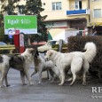 Un proiect unic la nivel naţional, care vizează gestionarea câinilor fără stăpân din judeţ, riscă să “moară” din cauza unui decizii luate de Curtea de Apel Bucureşti.