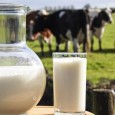 Crescătorii de animale din judeţul Hunedoara au avut la dispoziţie aproape şapte luni pentru a depune cereri pentru ajutorul de minimis pentru cumpărarea tancurilor de răcire a laptelui.