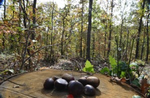 Pădurea de castani comestibili de lângă Ghelari a fost cunoscută, până acum, doar de câţiva localnici