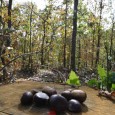 O pădure de castani comestibili, care se întinde pe o suprafaţă de aproape 5 hectare, creşte, neştiută de majoritatea hunedorenilor, pe dealurile însorite de la Ghelari, vizavi de cartierul Cârnu, […]