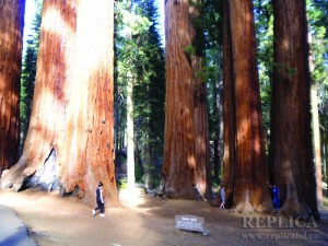 Arborii sequoia nu au nevoie de pază, pentru că mai toţi vizitatorii ştiu să-i respecte