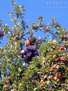 Unul dintre simbolurile româneşti ale toamnei: merele