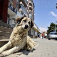 Doar trei luni a apucat serviciul special înfiinţat de Consiliul Judeţean în 2012 să eutanasieze în ritm mai alert câinii fără stăpân din oraşele judeţului.