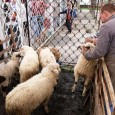 Crescătorii de ovine din judeţul Hunedoara spun că anul acesta au ieşit bine din iarnă cu mieii nou fătaţi, iar furajele sunt şi ele mai ieftine, aşa că – de […]