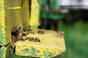 Apicultorii hunedoreni neglijenţi au pierdut aproape o treime dintre albine, deşi ar fi putut să-şi salveze stupii cu o cheltuială minimă de numai câţiva lei, plătiţi pe tratamente