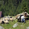 Crescătorii de ovine din judeţul Hunedoara spun că reducerea plafoanelor la subvenţii riscă să ducă la scăderea numărului de animale din ferme.