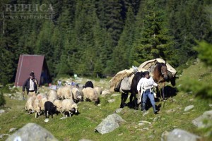 Ciobanii hunedoreni aşteaptă Paştele, pentru a-şi “revigora” chimirele subţiate de sezonul rece, care a implicat furajare în plus, deci  cheltuieli suplimentare