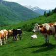 Eliminarea cotei de lapte îi sperie pe crescătorii de vaci din judeţul Hunedoara.