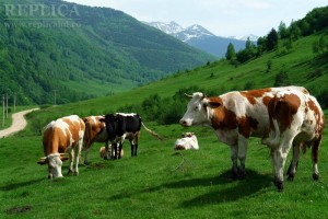 Fermierii susţin că, dacă autorităţile cu atribuţii în domeniu nu vor găsi soluţii, hunedorenii vor ajunge să consume lapte numai din import