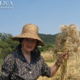 E vremea grâului în satul românesc, a zilelor de seceriş când holdele îşi clatină cosiţele înspicate în adierea molcomă a valurilor de vânt. Miroase a copt. Dacă acum combinele duduie […]