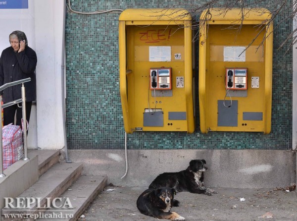 După invazia GSM, cabinele telefonice tind să devină bun de  patrimoniu păzite, deocamdată, de  comunitari. De câinii comunitari.