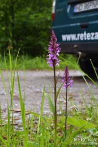 Orhideele rare din Retezat au fost salvate de rangerii voluntari, atenţi la orice „mişcare” făcută de lucrătorii cu utilaje în Parcul Naţional 