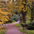 La un an de când statul român a redevenit proprietar sigur al Arboretumului Simeria (mai cunoscut sub denumirea de “parcul dendrologic&#8221, aici nu s-a reuşit nicio schimbare semnificativă în bine. […]