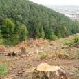 Potrivit conducerii Regiei Naţionale a Pădurilor (RNP) – Romsilva jaful la zi din pădurile ţării a ajuns la cote rezonabile. Intervievat de media economică, Adam Crăciu­nescu, directorul RNP, a arătat […]
