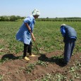 România a fost anul trecut pe primul loc în Uniunea Europeană în privinţa ponderii foarte ridicate a populaţiei ocupate în agricultură, la mare distanţă de următoarele clasate, se arată într-o […]