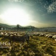 Indignaţi de decizia în urma căreia, din 6 decembrie şi până în 24 aprilie, ciobanii trebuie să îşi ţină toate oile în staul şi să le furajeze, lucru care ridică […]