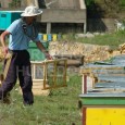 Albinele au ratat culesul la salicacee (salcie, răchită) în judeţul Hunedoara, iar multe au murit de frig, când au ieşit la cules. În plus, apicultorii se tem de importurile de […]