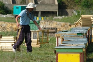 Apicultorii hunedoreni spun că sunt loviţi din două părţi: pe de o parte de capriciile vremii, pe de altă parte de importurile masive de miere de o calitate care stă sub semnul întrebării 