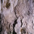 O peşteră din Munţii Apuseni ascunde un loc unic în Europa. Aici, speologii au găsit, în anii ’70, desene făcute în urmă cu zece mii de ani. În Peştera Cizmei […]