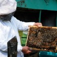 Iniţiativă civică     Petiţie pentru interzicerea folosirii unor pesticide în agricultură. 400 de apicultori din judeţul Hunedoara au semnat acest act pentru interzicerea folosirii neonicotinoidelor. Este vorba de trei […]