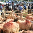 Satele din Munţii Orăştiei au o tradiţie îndelungată a oieritului, iar sărbătoarea de la Costeşti dedicată crescătorilor de oi a demonstrat-o pe deplin. Mii de oameni au participat duminică, 25 […]
