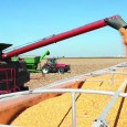 România a exportat, în prima jumătate a a­cestui an, cereale în valoare de 846 de mi­lioane de euro, în scădere cu aproape 9% faţă de nivelul din aceeaşi perioadă a […]