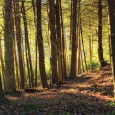 O decizie a Comisiei Europene obligă Statul Român să despăgubească proprietarii ce deţin păduri din arii naturale protejate Este vorba de Decizia Comisiei Eu­ropene nr. C(2016) 8679/ 4 ianuarie 2017 […]