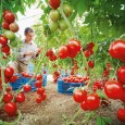 Ministerul Agriculturii anunţă că producătorii de tomate în spaţii pro­tejate (sere, solarii) primesc subvenţii de la stat. Guvernul a aprobat o schemă de aju­tor de minimis destinată pro­du­că­to­rilor agricoli persoane […]