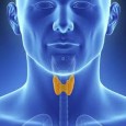Dr. Carollina RADU Glanda tiroidă este una din­tre cele mai importante com­ponente ale sistemului endo­crin, prin funcțiile sale deose­bite, acțiunile ei asupra func­ționării normale a corpului în­cepând încă din viața […]