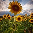 La floarea soarelui, România ocupă locul unu atât la suprafața cultivată cât și la producția realizată. Astfel, con­form Institutului Naţional de Statistică, suprafața a urcat cu 4.000 hectare, la peste […]